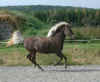 hammigalopp.jpg (201146 byte)