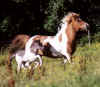 hreyfill2.jpg (131065 byte)